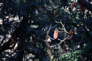 tree