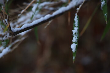 icicles on a tree