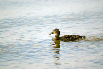 Samotna kaczka płynąca po tafli wody, ujęcie z bliska. © Monika