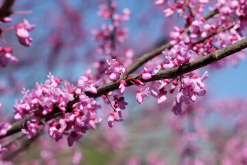 pink cherry blossom