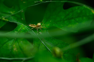 Fototapeta premium Cosmophasis from the family Salticidae