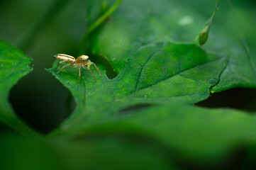 Naklejka premium Cosmophasis from the family Salticidae