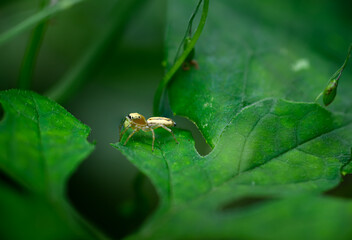 Cosmophasis from the family Salticidae
