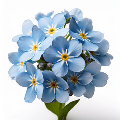 A pale blue forget-me-not flower cluster