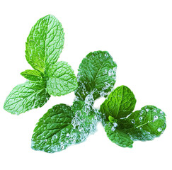 Fresh mint leaves with a dynamic water splash isolated 