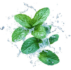 Fresh mint leaves with a dynamic water splash isolated