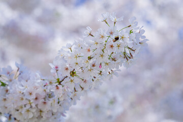 Spring Blossom tree branch with white flowers. Spring flowers. White flowers the fruit tree. The sakura. Cherry blossom trees in bloom. Close up photo of white spring flowers on blue sky background.