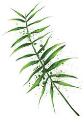 green coconut leaves with splash