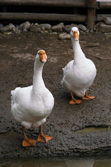 Obraz premium Two white geese standing on mud near a water source in the evening light at a rural farm in autumn