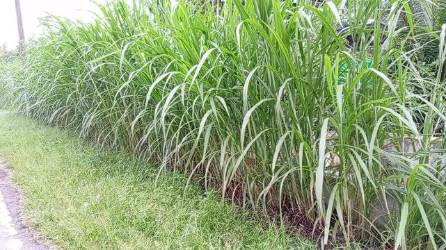 Cenchrus purpureus, synonym Pennisetum purpureum, also known as Napier grass, elephant grass or Uganda grass close up in the field in malaysia