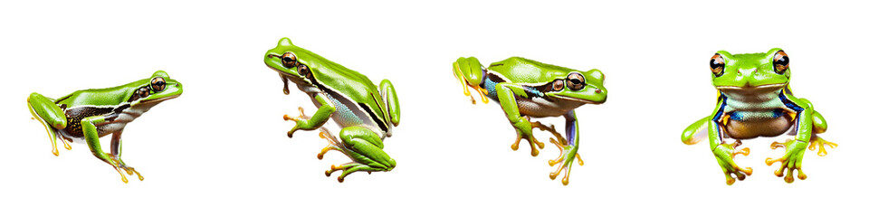 Obraz premium A captivating showcase of various green frogs in dynamic poses