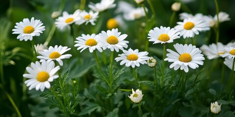 Fototapeta premium Daisy flowers and chamomile blossoms represent the beauty of nature during spring and summer, embodying the themes of growth, youth, and the vibrant charm of daisy flowers in bloom.