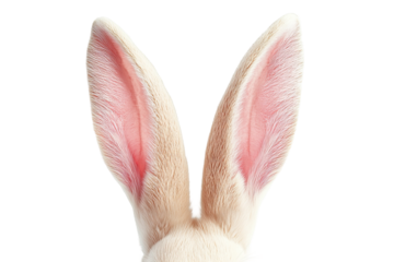 White bunny ears on pink background