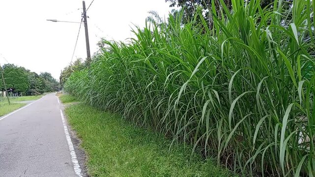 Cenchrus purpureus, synonym Pennisetum purpureum, also known as Napier grass, elephant grass or Uganda grass close up in the field in malaysia