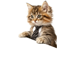 Obraz premium Adorable Young Kitten Dressed in a Formal Tie Standing on a White Background, Perfect for Business or Professional Themes in Pet Photography