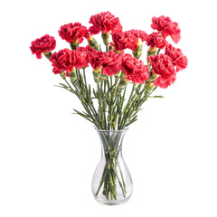 Vibrant Carnation Bouquet in a Vase for Elegant Home Decor on Transparent Background