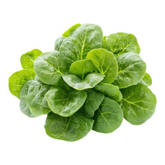 Fototapeta premium Fresh Cluster of Arugula on White Background for Healthy Eating Concepts on Transparent Background