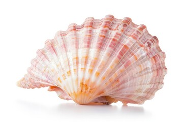 Obraz premium Detailed Visual of Isolated Pearl Pink Shell