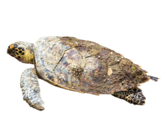 Green sea turtle isolated on a transparent background.