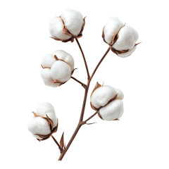 Cotton Bolls Isolated on White Background for Textile or Agriculture Use on Transparent Background