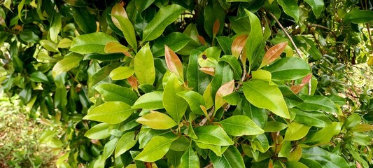 Photo Cloves plant (Syzygium aromaticum). Cloves  come from the Myrtaceae tree family