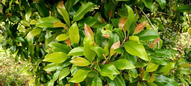 Photo Cloves plant (Syzygium aromaticum). Cloves  come from the Myrtaceae tree family