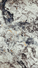 bark of a tree