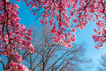 Branches of blossoming pink magnolia for spring design. Blossom magnolia flower. Magnolia tree blossom with colourful sky on background.