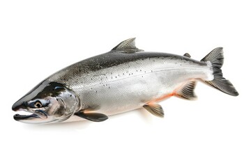 Naklejka premium Premium Quality Image of Silver or Coho Salmon Isolated on a White Background
