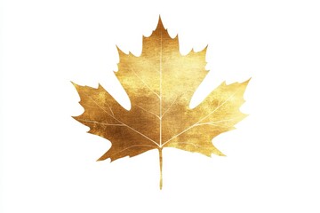 Fototapeta premium Golden maple leaf isolated on white.