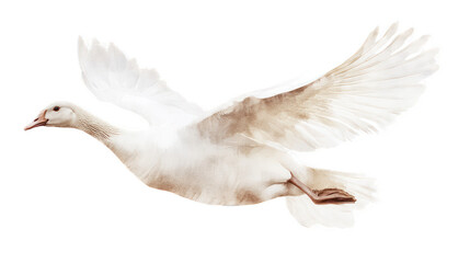Obraz premium Graceful White Goose in Flight, Capturing the Beauty and Elegance of Nature, Perfect for Personal and Commercial Use in Various Projects