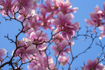 Spring magnolia tree blossom. Branches of blossoming pink magnolia for spring design. Blossom magnolia flower background.