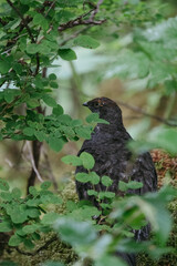 Sooty Grouse in Glacier Bay National Park in southeast Alaska