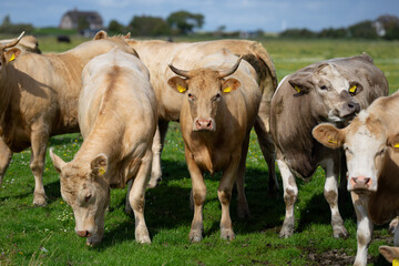 Fototapeta premium Dairy cows. Cattle in grass field. Cow in grassy pasture. Cattle cow grazing on farmland.