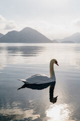 Swan in Japan 