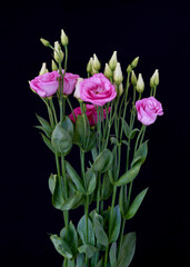 Eustomia flower grows in greenhouse