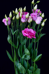 Eustomia flower grows in greenhouse