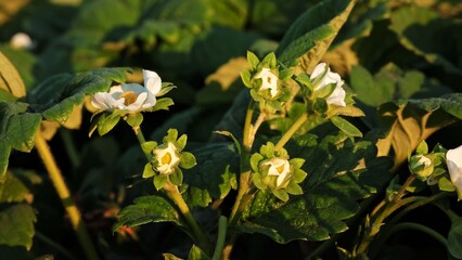Blooming strawberry plant close-up. Lots of beautiful white flowers of flowering strawberries in home garden. Growing of berries. Fresh green leaves of blossoming bushes. Beauty in nature