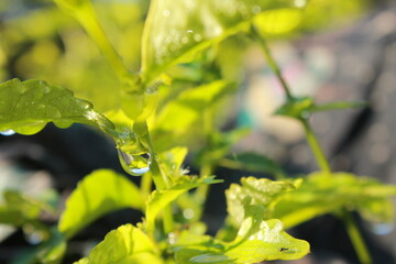 dew on the tips of the leaves almost dripping