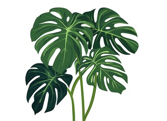 Obraz premium Palm leaf isolated on a white background