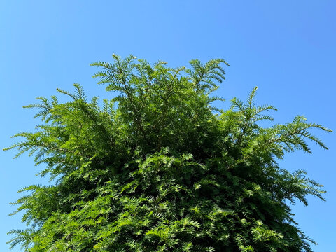 Yew plant Taxus baccata evergreen tree European yew