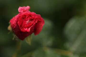 una rosa rossa al tramonto