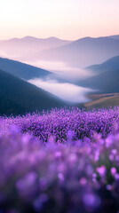 Fototapeta premium Lavender field with soft purple glow and misty mountains in background