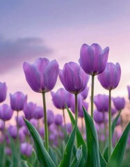 Obraz premium tulips with a warm abstract violet background