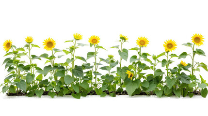 Fototapeta premium sun flowers plant 