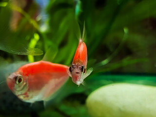 Red ternetzi in the water. Freshwater fish Gymnocorymbus ternetzi. Keeping pet fish in the aquarium.