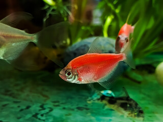 Obraz premium Red ternetzi in the water. Freshwater fish Gymnocorymbus ternetzi. Keeping pet fish in the aquarium.