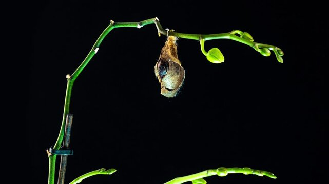 Atlas Moth Hatching: Time-Lapse of Butterfly Emergence on Orchid Branch