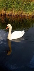 Naklejka premium a white swan is swimming in river (Rostock, Germany)