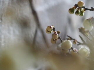 白い梅の花　つぼみ